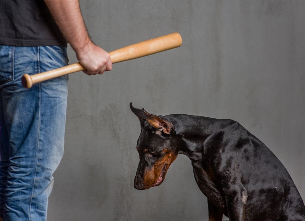 Lancement du numéro 3677 pour signaler les mauvais traitements sur les animaux